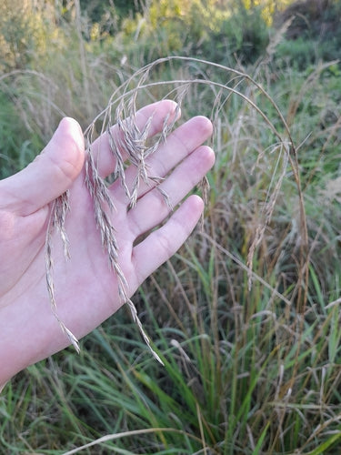 Festuca alta — Bild 3