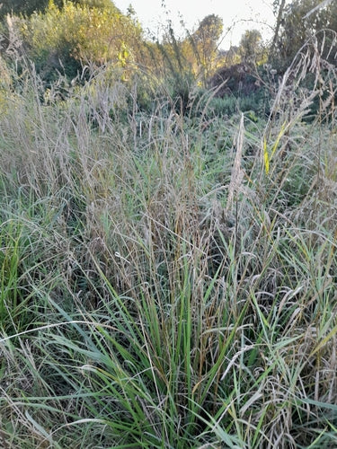 Festuca alta — Bild 2