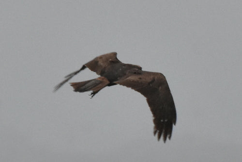 Falco di palude — foto 5 di 9
