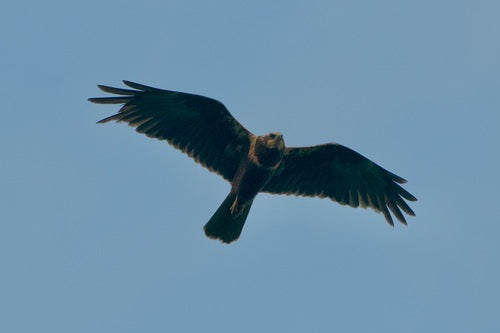 Falco di palude — foto 3 di 9
