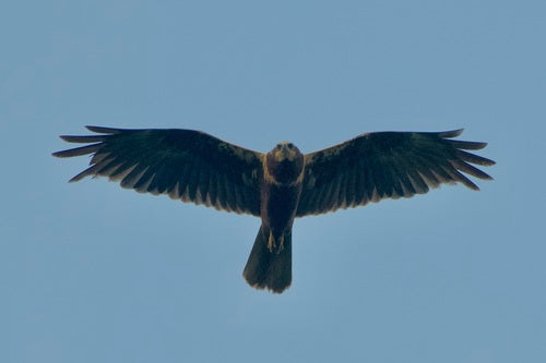 Falco di palude — foto 2 di 9