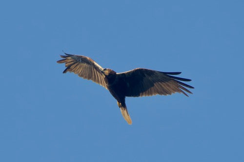 Falco di palude — foto 4 di 9