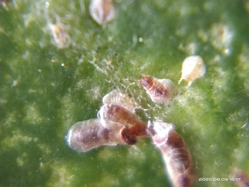 Cocciniglia rosa — Bild 5
