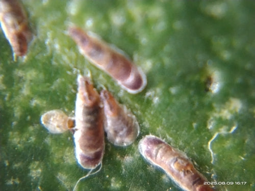 Cocciniglia rosa — Bild 4