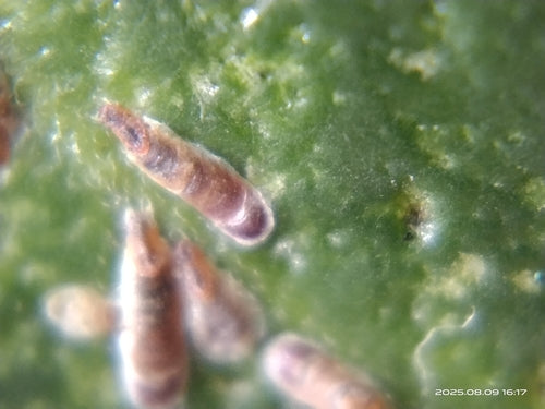 Cocciniglia rosa — Bild 3