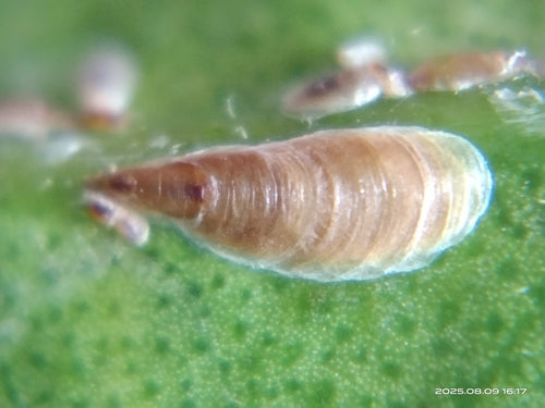 Cocciniglia rosa — Bild 2