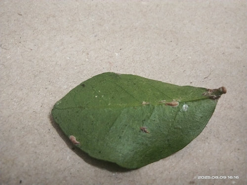 Cocciniglia rosa — Bild 1