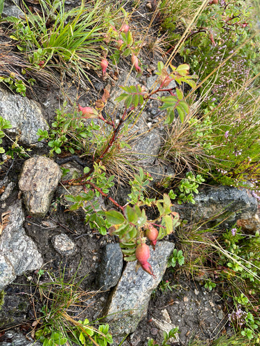 Rose — Bild 2