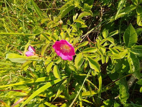Rose — Bild 5