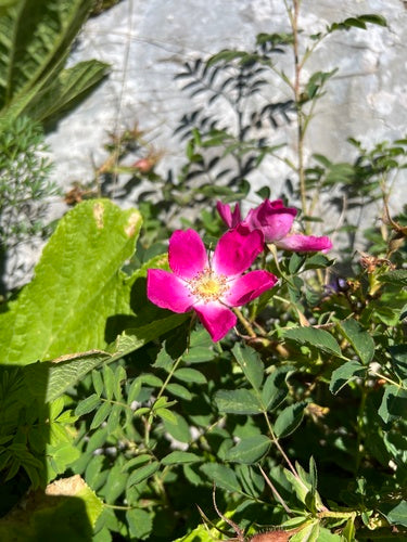 Rose — Bild 3