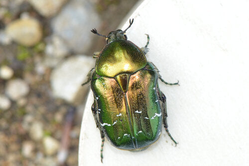 Rosenkäfer - Bild 4