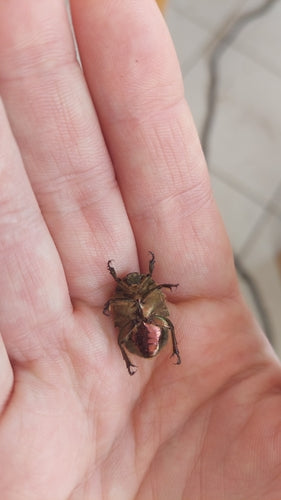 Scarabeo rosa — Bild 4