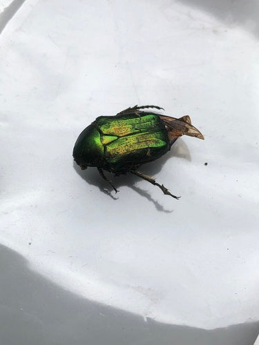 Scarabeo rosa — Bild 2
