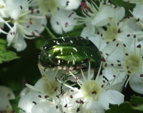 Rosenkäfer - Bild 8