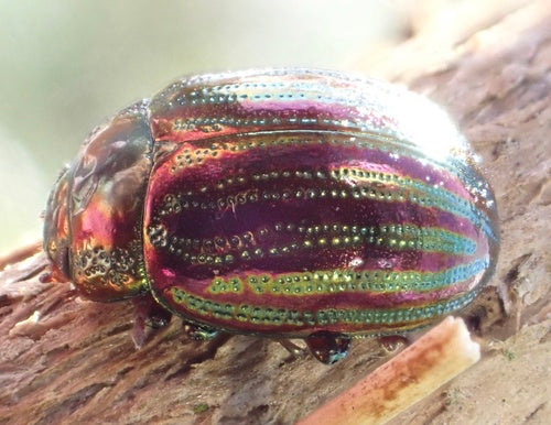 Scarabeo delle foglie di rosmarino — foto 5 di 10
