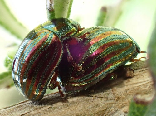 Scarabeo delle foglie di rosmarino — foto 4 di 10