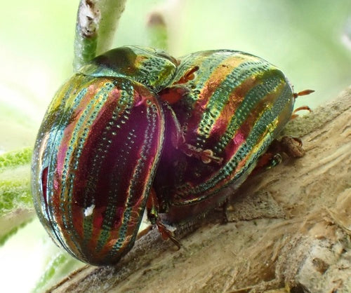Scarabeo delle foglie di rosmarino — foto 3 di 10