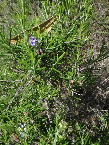rosmarino — Bild 4
