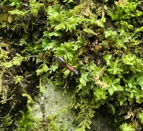 Formica carpentiera — foto 5 di 11