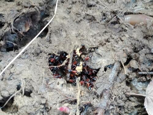 Combatti le formiche carpentiere — Bild 5