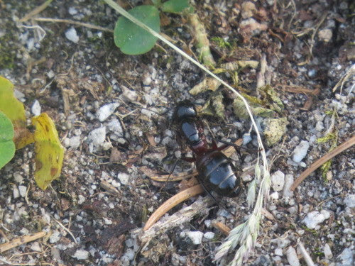 Combatti le formiche carpentiere — Bild 4