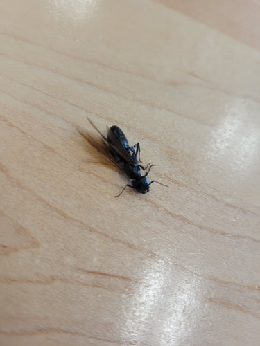 formica carpentiere — Bild 3