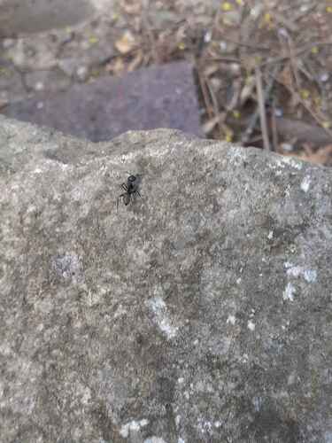 formica carpentiere — foto 2 di 8