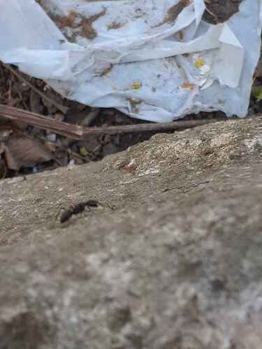 formica carpentiere — foto 1 di 8