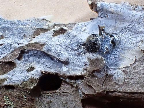 formica carpentiere — Bild 2