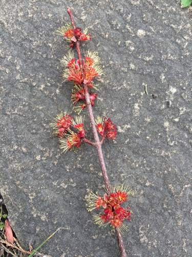 Acero rosso — Bild 2