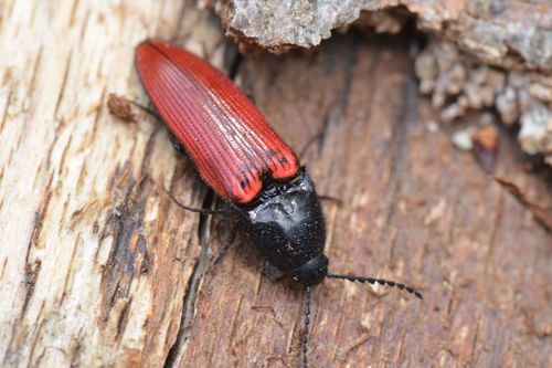 Scarabeo clic dal ventre rosso — foto 3 di 10