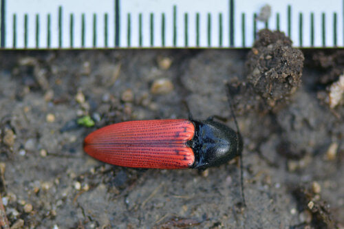 Scarabeo clic dal ventre rosso — foto 5 di 10