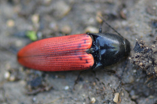 Scarabeo clic dal ventre rosso — foto 4 di 10