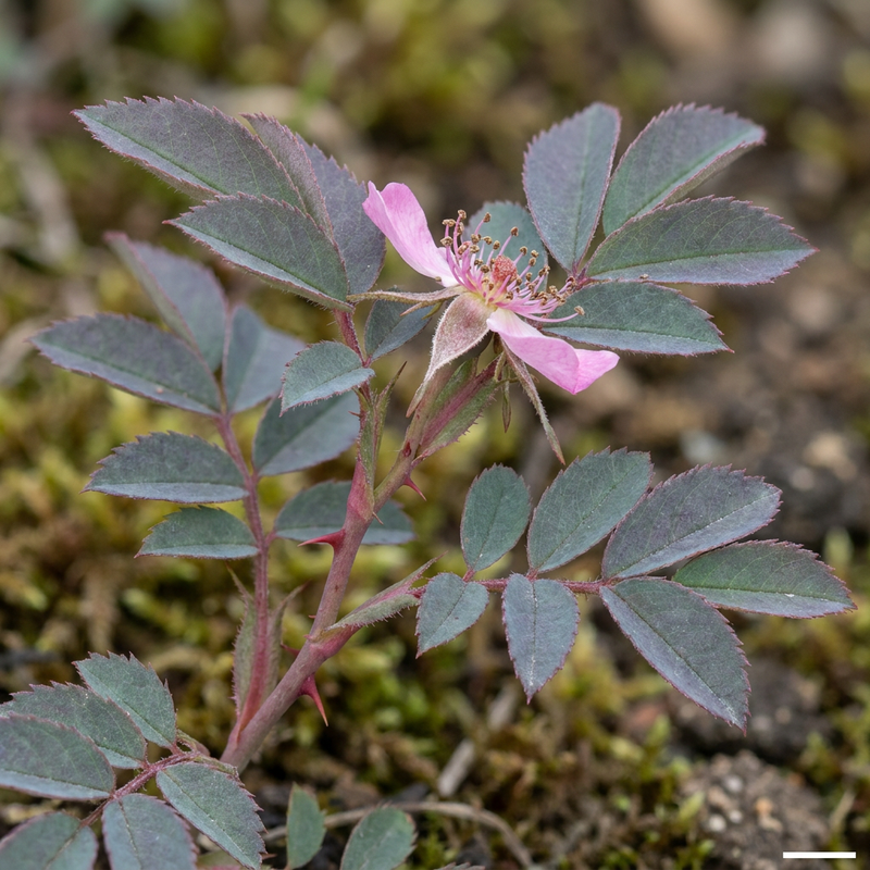 Rosa dai petali rossi