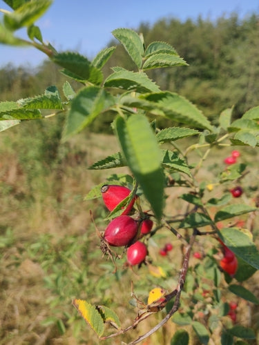 Rosa dai petali rossi — foto 4 di 9
