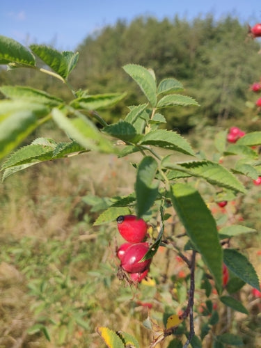 Rosa dai petali rossi — foto 3 di 9