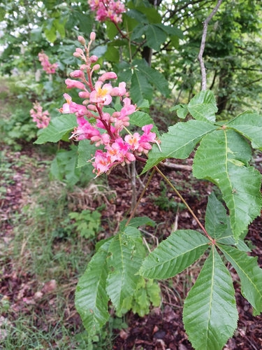 Ippocastano dai fiori rossi — Bild 4