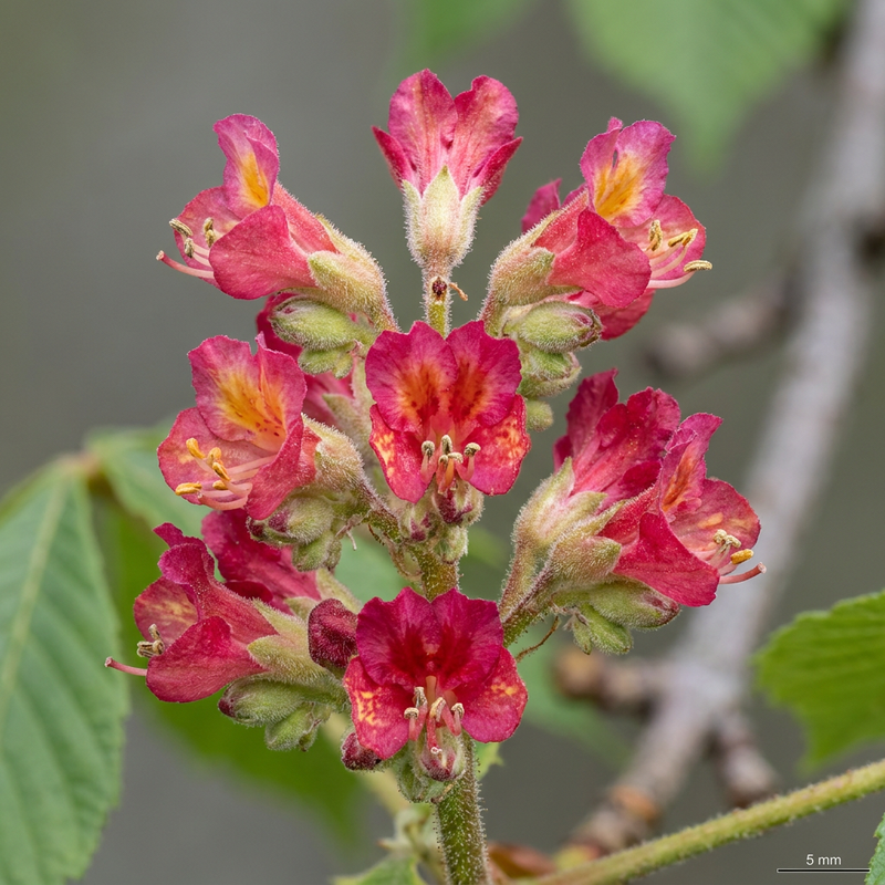 Ippocastano dai fiori rossi