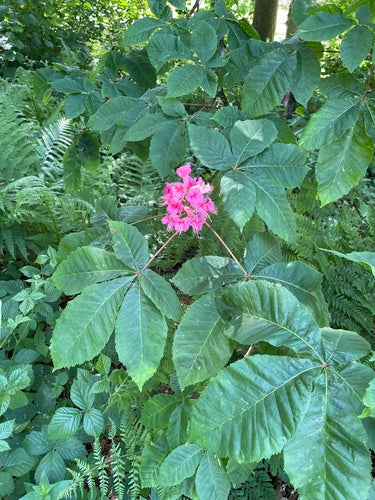 Ippocastano dai fiori rossi — Bild 3