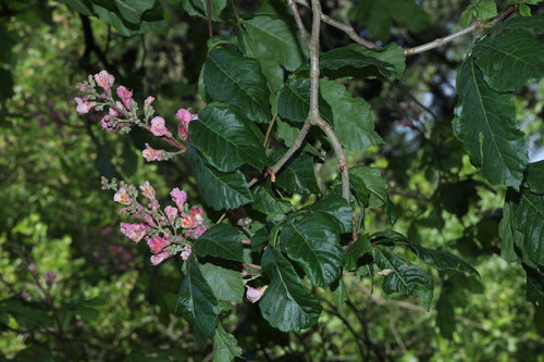 Ippocastano dai fiori rossi — Bild 2