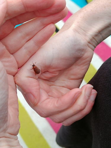Scarabeo fogliare rosso-marrone — Bild 5