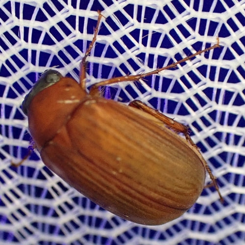 Scarabeo fogliare rosso-marrone — Bild 4