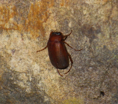 Scarabeo fogliare rosso-marrone — Bild 3