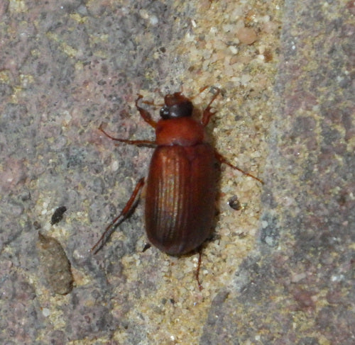 Scarabeo fogliare rosso-marrone — Bild 2