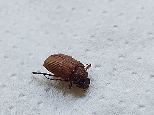 Scarabeo fogliare rosso-marrone — Bild 1