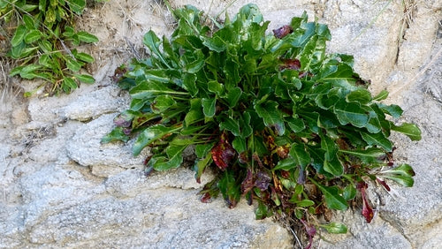 Barbabietola — Bild 5