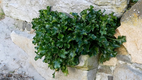 Barbabietola — Bild 4