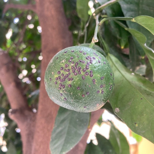 Cocciniglia rossa della Florida — Bild 5