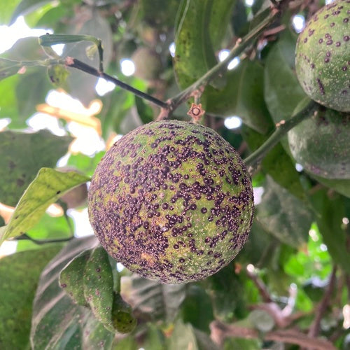 Cocciniglia rossa della Florida — Bild 3