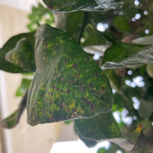 Cocciniglia rossa della Florida — Bild 2